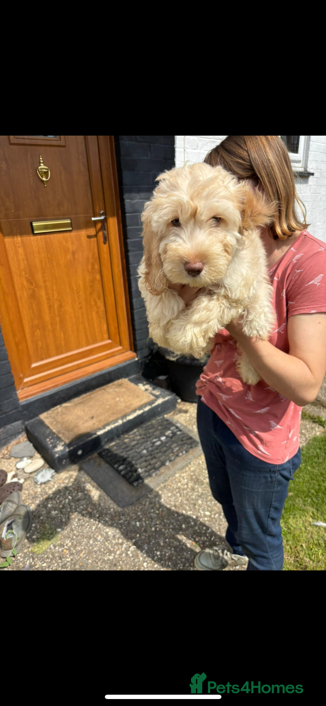 Cockapoo dogs for sale: Fully vac’d Dna health tested clear Cockapoo’s  - Image 21