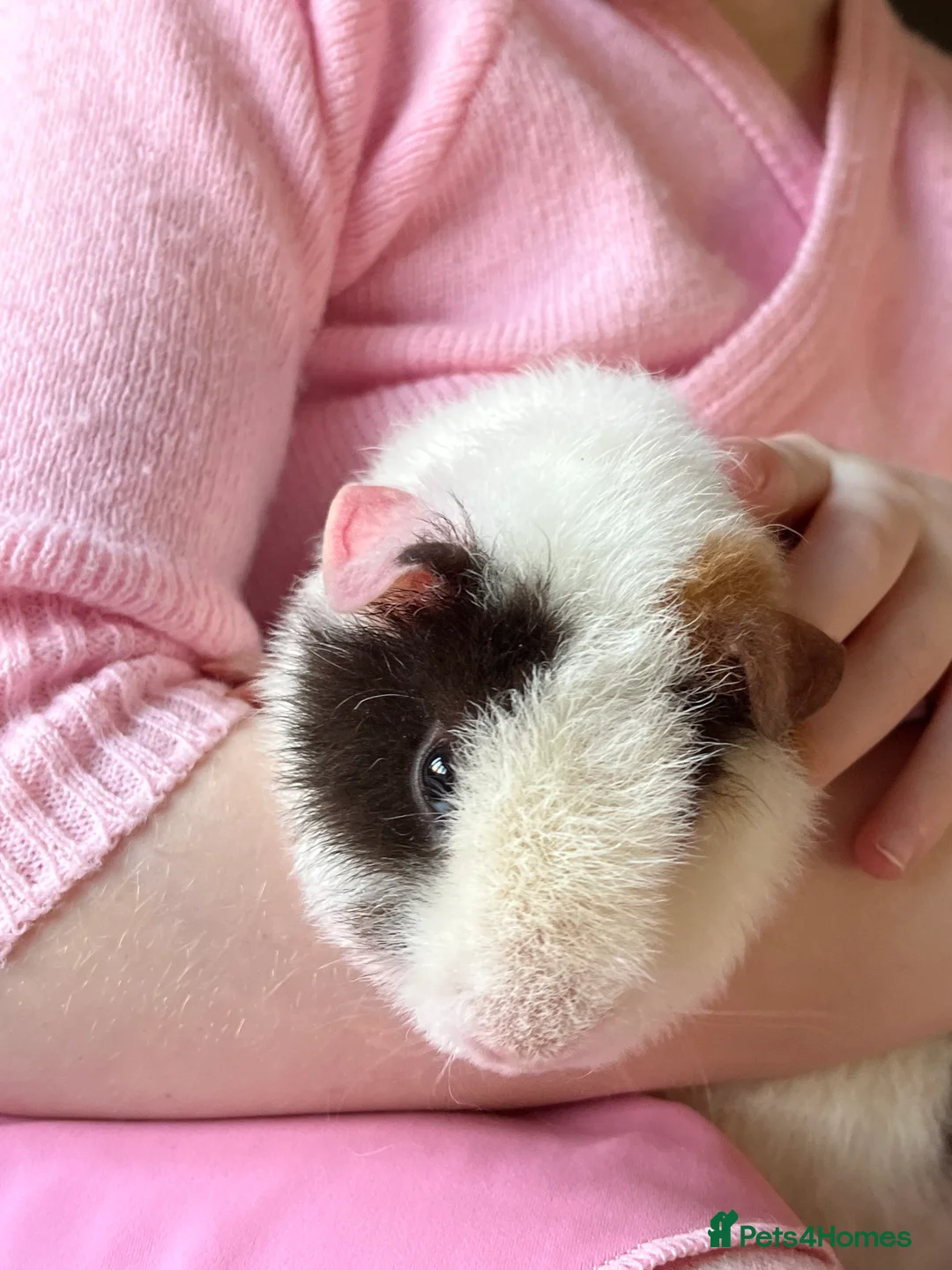 Guinea Pig rodents for sale: Teddy Male Guinea pigs plus cage and accessories  - Advert 2