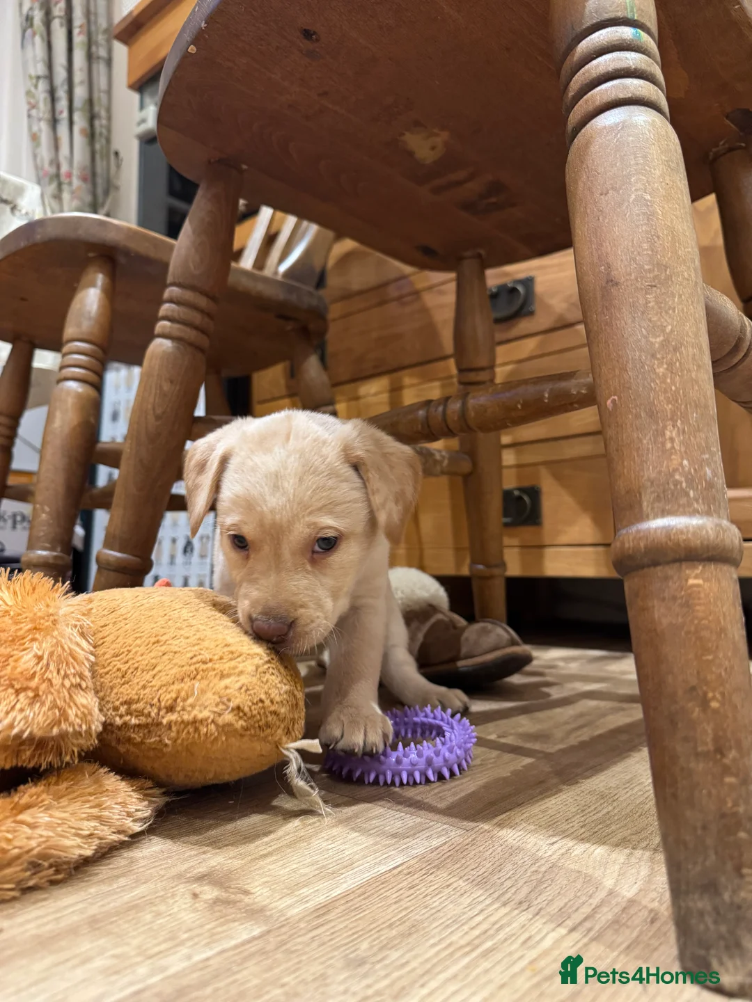 Labrador Retriever dogs for sale: Beautiful Chocolate and Yellow working Labradors  - Advert 35