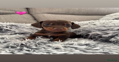 Miniature Dachshund dogs - Advert 15