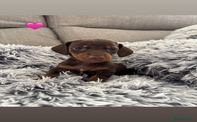 Miniature Dachshund dogs - Advert 4