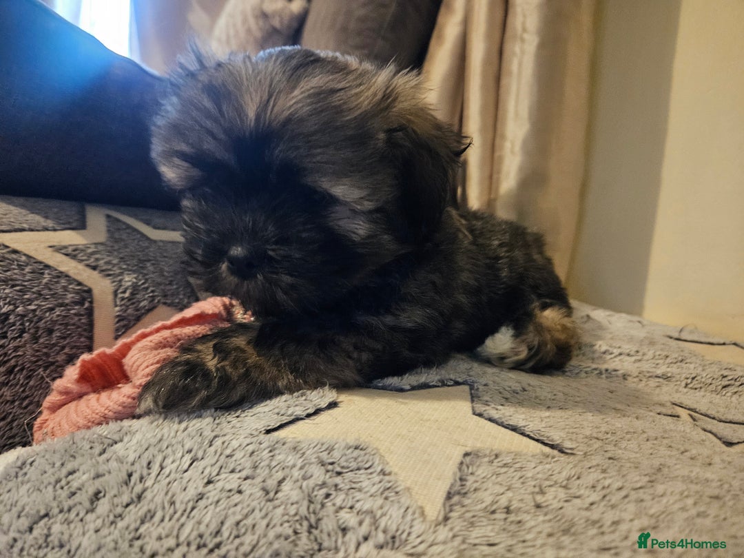 Lhasa Apso dogs for sale: Gorgeous 1 boy left - Advert 6