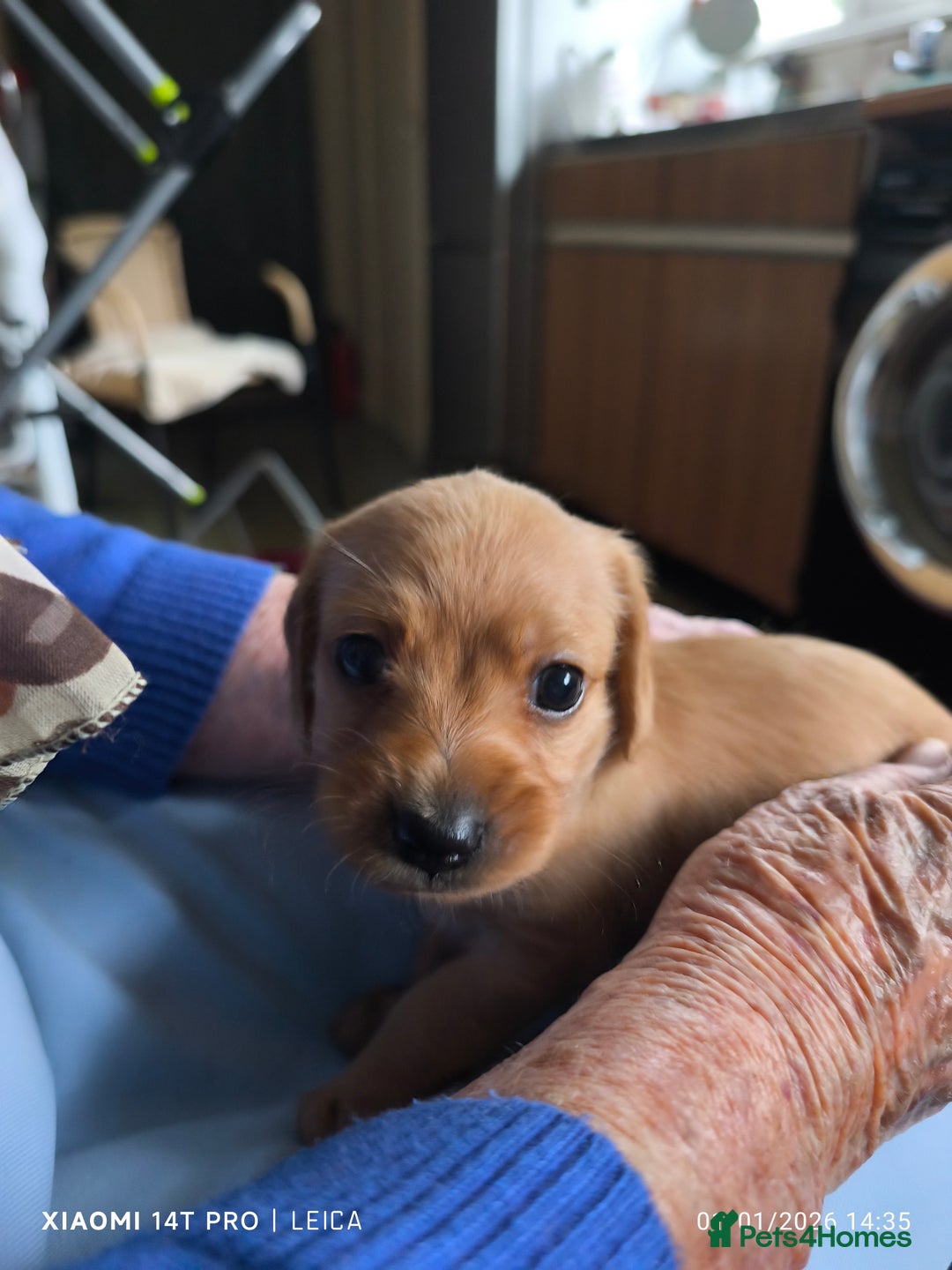 Mixed Breed dogs for sale: Red Miniature Dachshunds x WestiePoo - Advert 10