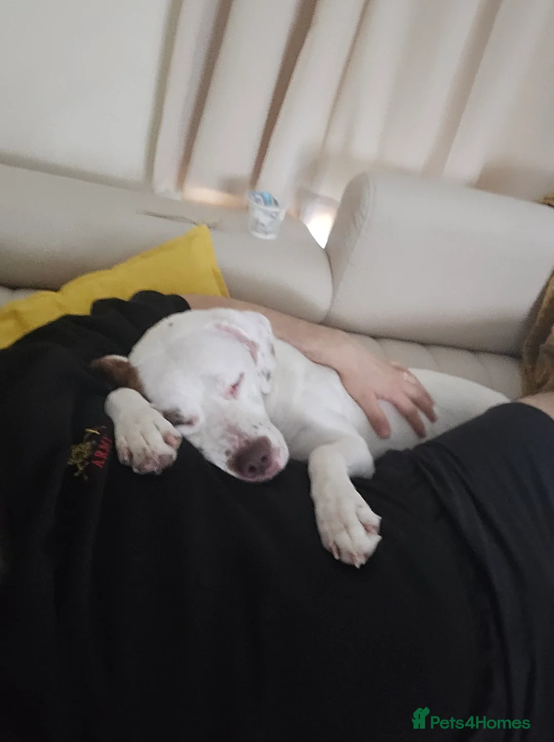 Mixed Breed dogs for sale: Staffy mixed breed - Advert 5