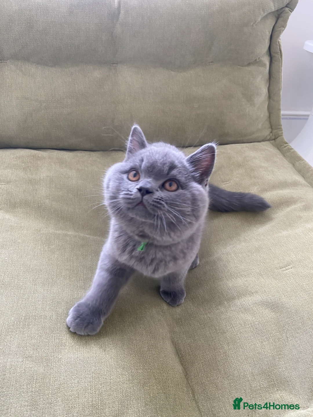 British Shorthair cats for sale: GCCF registered British shorthair kittens  - Advert 14