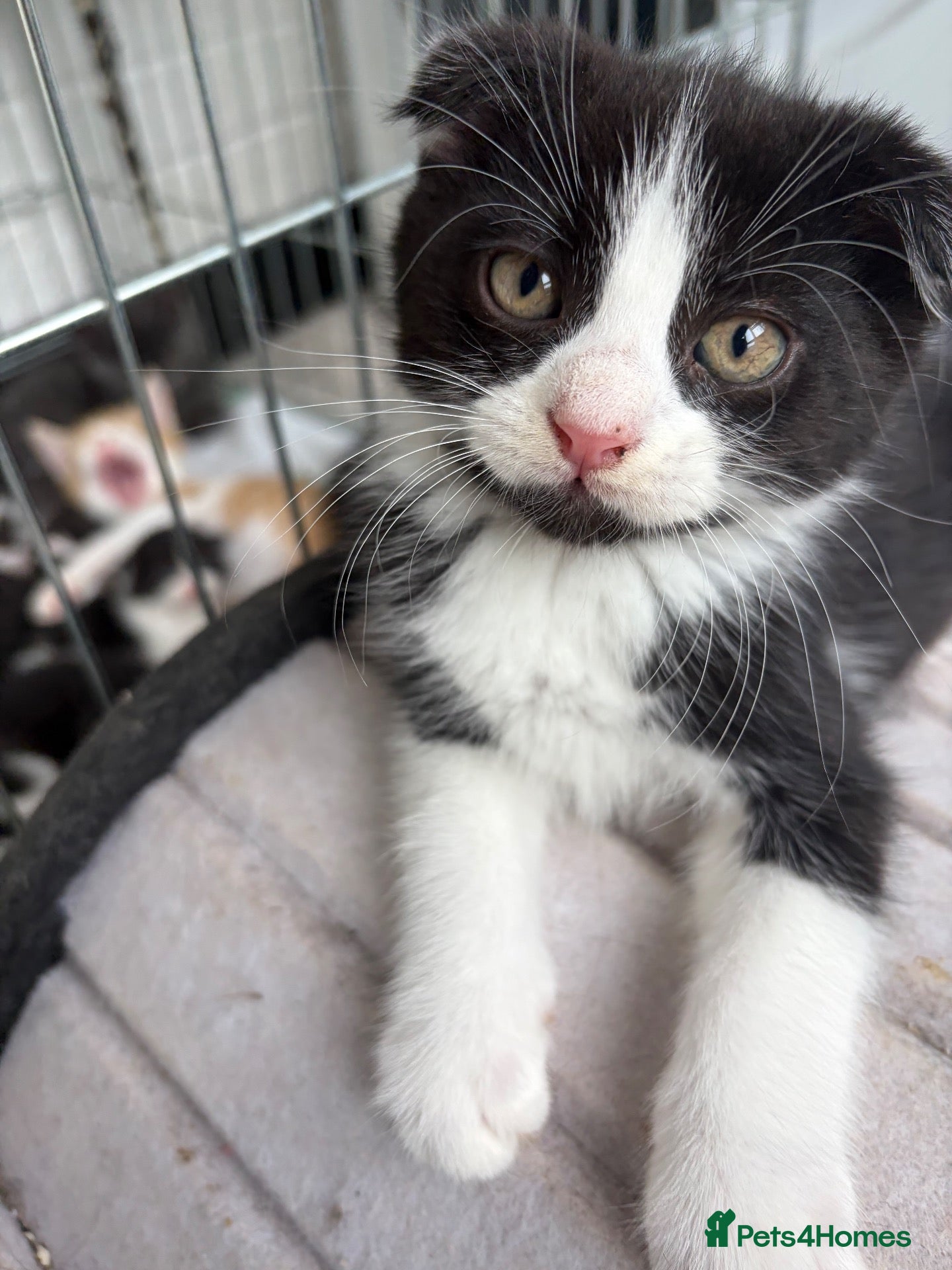 Scottish Fold cats 4 LEFT Beautiful Scottish Fold X Kittens - Advert 4