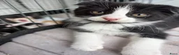 Scottish Fold cats for sale: 2 LEFT Scottish Fold & Scottish Straight kittens  - Advert 8