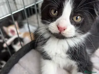 Scottish Fold cats 4 LEFT Beautiful Scottish Fold X Kittens - Advert 12