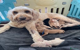 Goldendoodle dogs for sale: Goldendoodle x Aussiedoodle Pups READY TO LEAVE  - Image 10