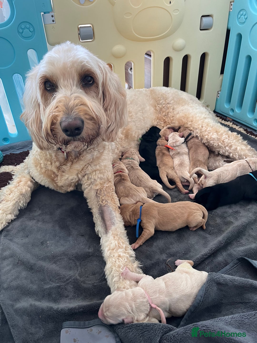 Goldendoodle dogs for sale: Goldendoodle x Aussiedoodle Pups READY TO LEAVE  - Image 10