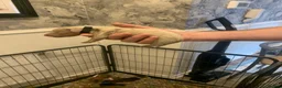 Dachshund dogs for sale: Dachshund Pupies(Loverly Colours) - Advert 3