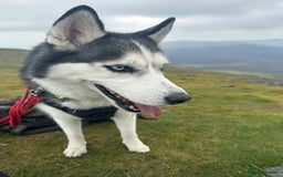 Siberian Husky dogs for sale: Beautiful, Loving Female Husky - Image 4