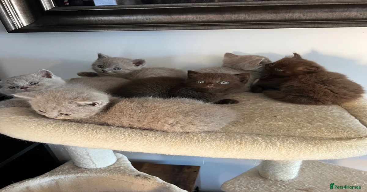 Kittens for sale in Burton-on-Trent, Staffordshire | Pets4Homes
