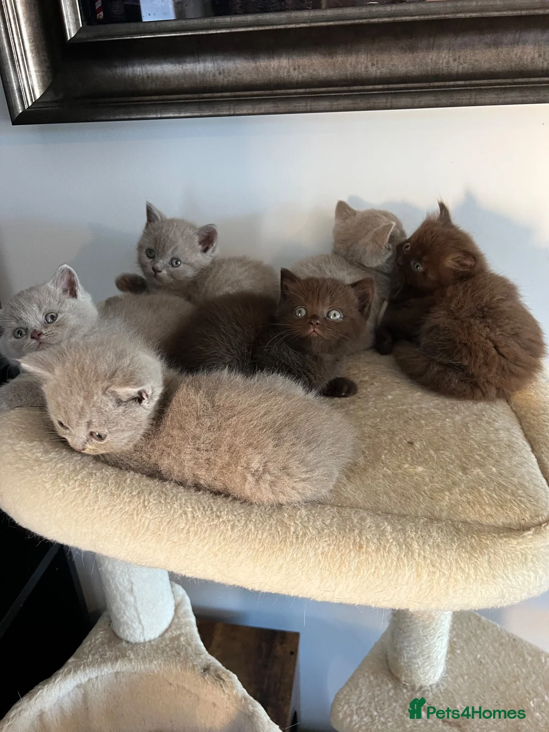 British Shorthair cats for sale: BSH and 1Longhair kittens - Advert 1