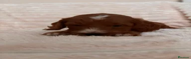 Cockapoo 1