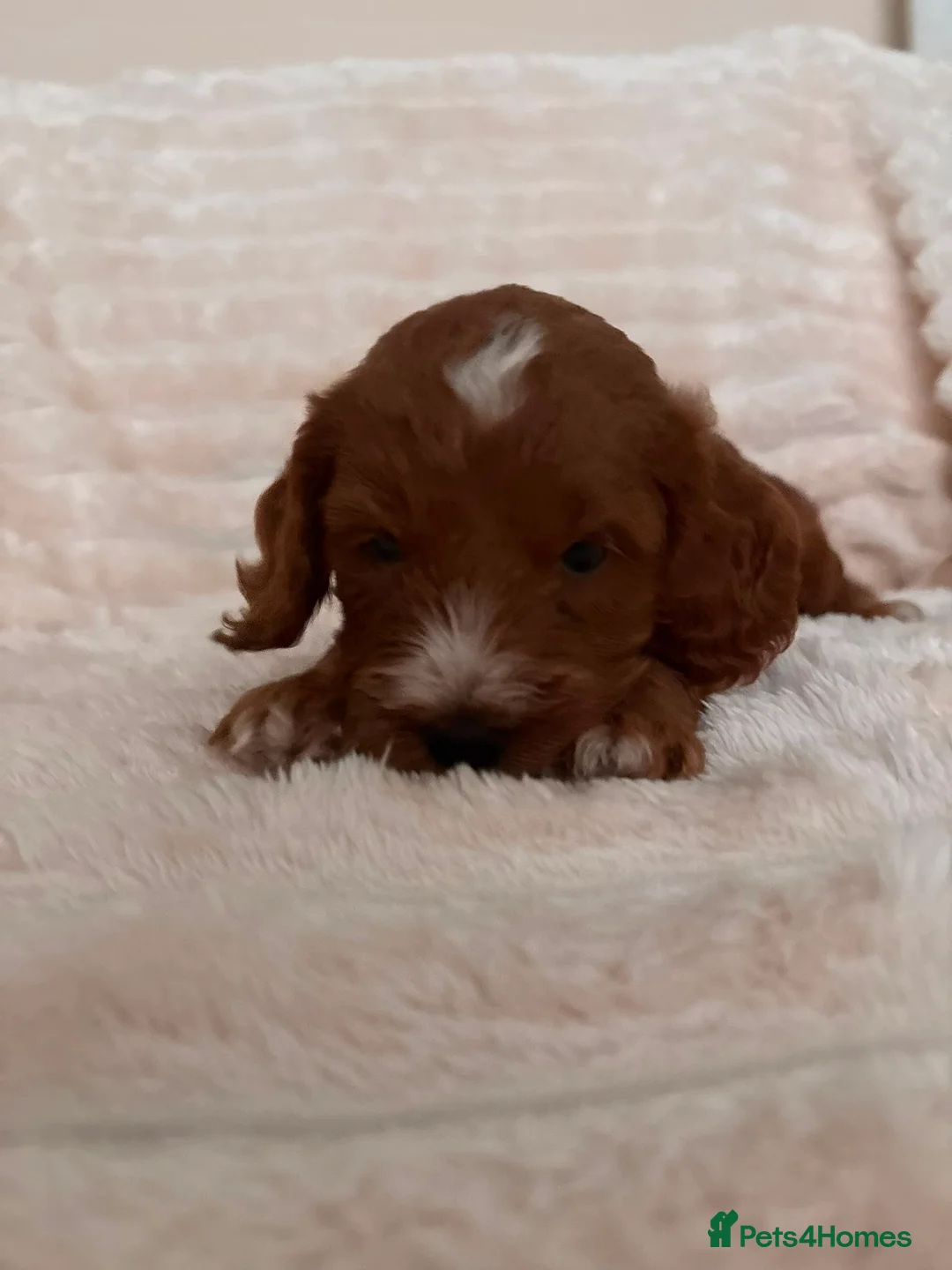 Cockapoo dogs for sale: 7 DEEP RED COCKAPOO’S‼️ - Advert 2