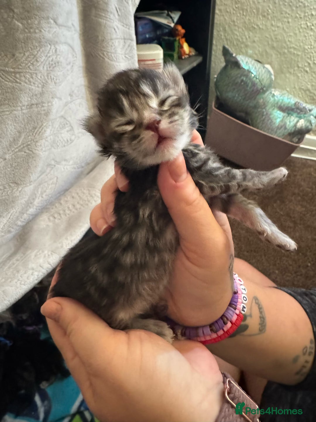Maine Coon cats for sale: Maine coon cross  - Image 28