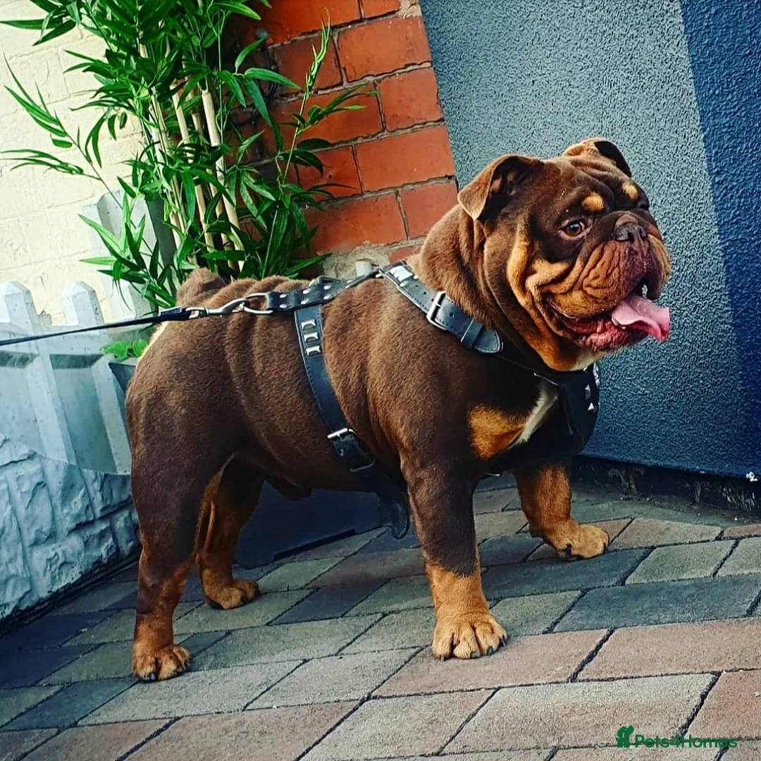 English Bulldog dogs for stud: *ROGUEROYALES Stud Valentino* Health Tested Clear in Wolverhampton - Advert 2
