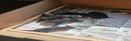 Sheprador dogs for sale: Shepador puppies  in Turriff - Advert 3