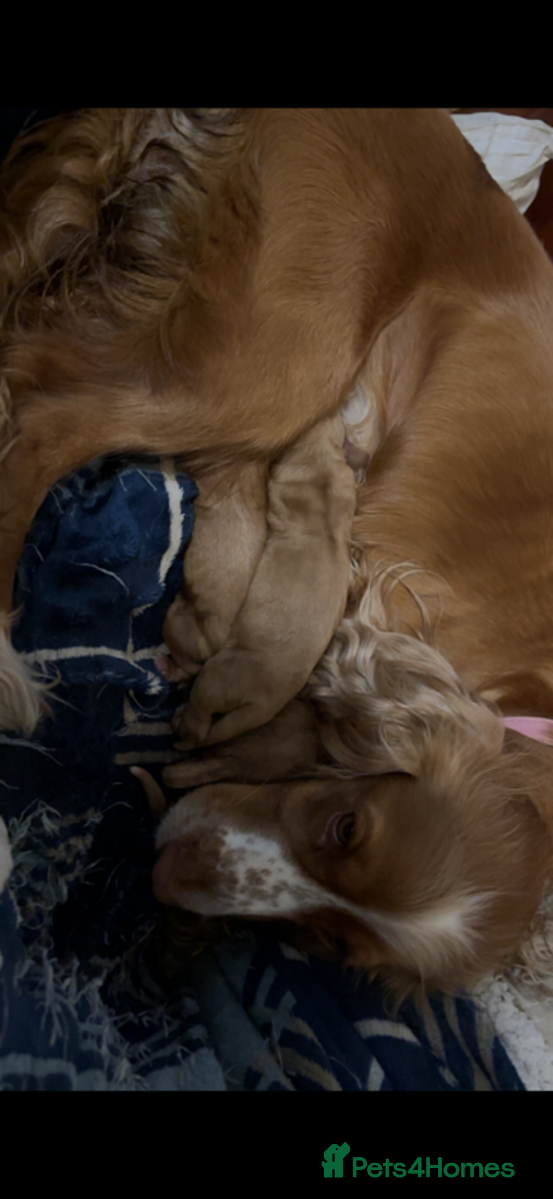 Cocker Spaniel dogs for sale: Gold show cocker pups ready now  - Image 6