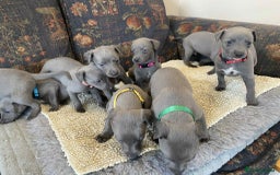 Whippet dogs for sale: KC Reg Blue whippet puppies - Image 4