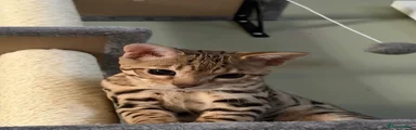Bengal 1
