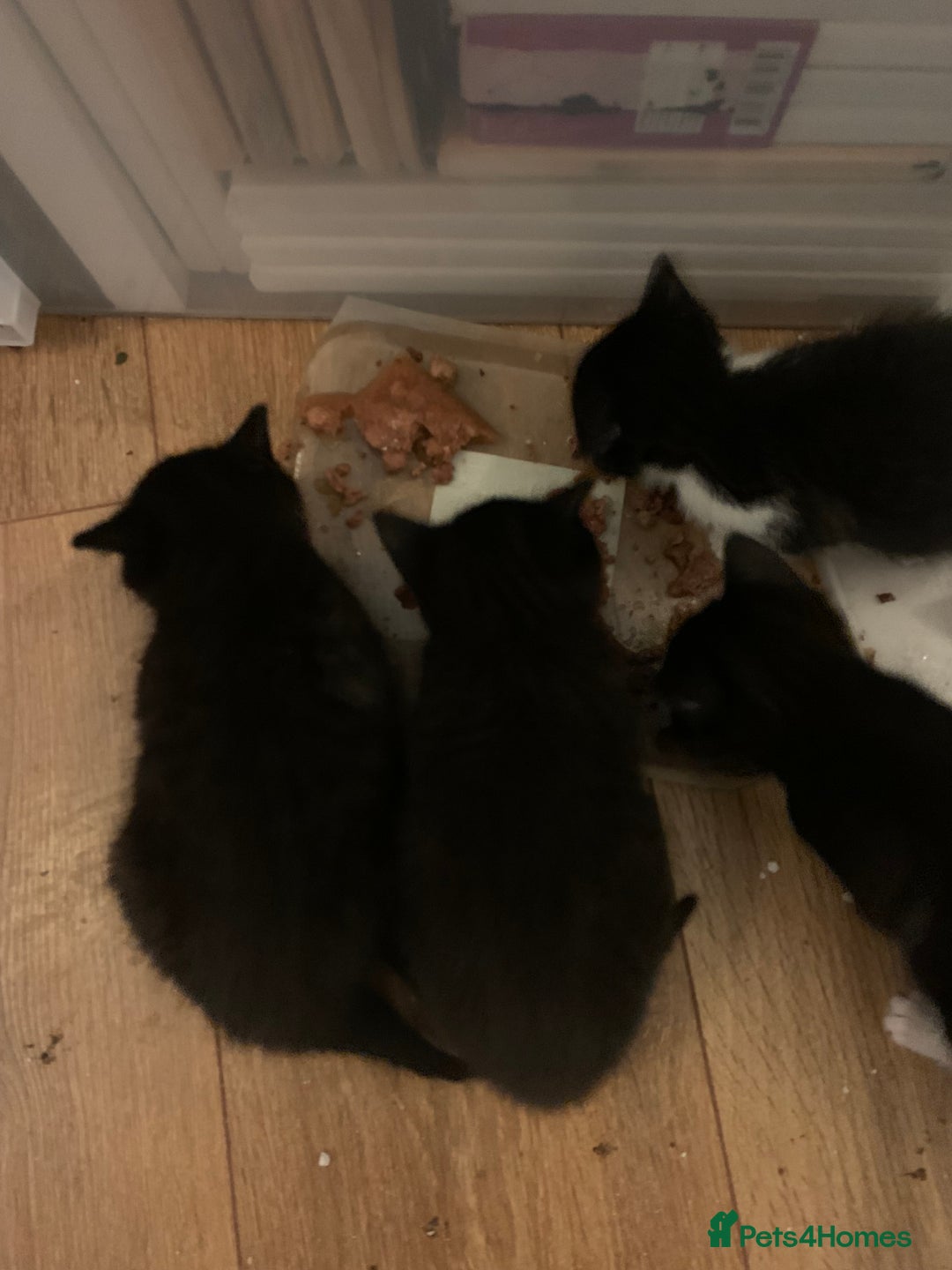 Mixed Breed cats for sale: House kittens - Advert 3