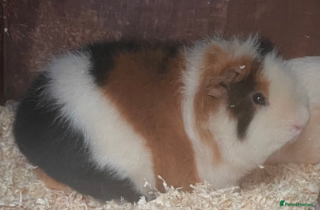 Guinea Pig rodents for sale: 2 bonded male guinea pigs - Advert 2