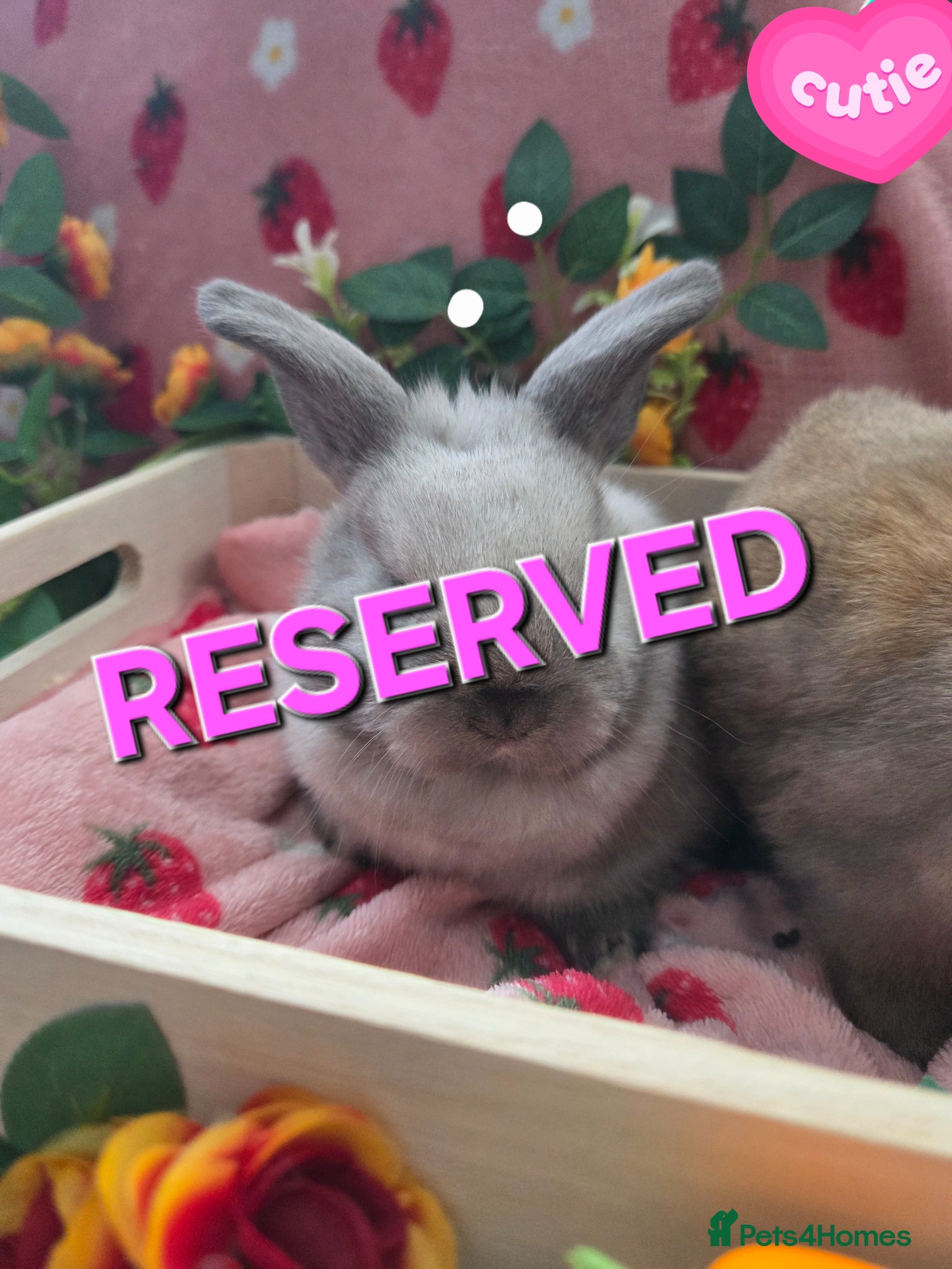 Mini Lop rabbits RESERVED - Advert 1