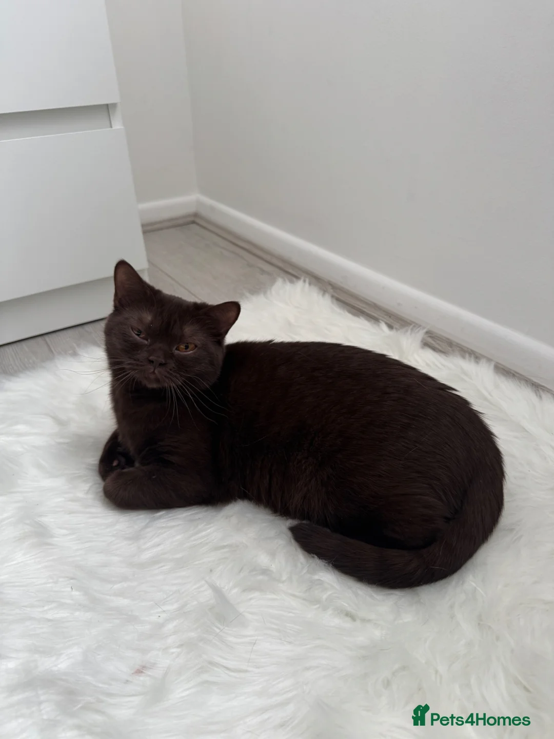 British Shorthair cats for sale: ACTIVE REGISTRATION – British Shorthair Chocolate - Advert 6