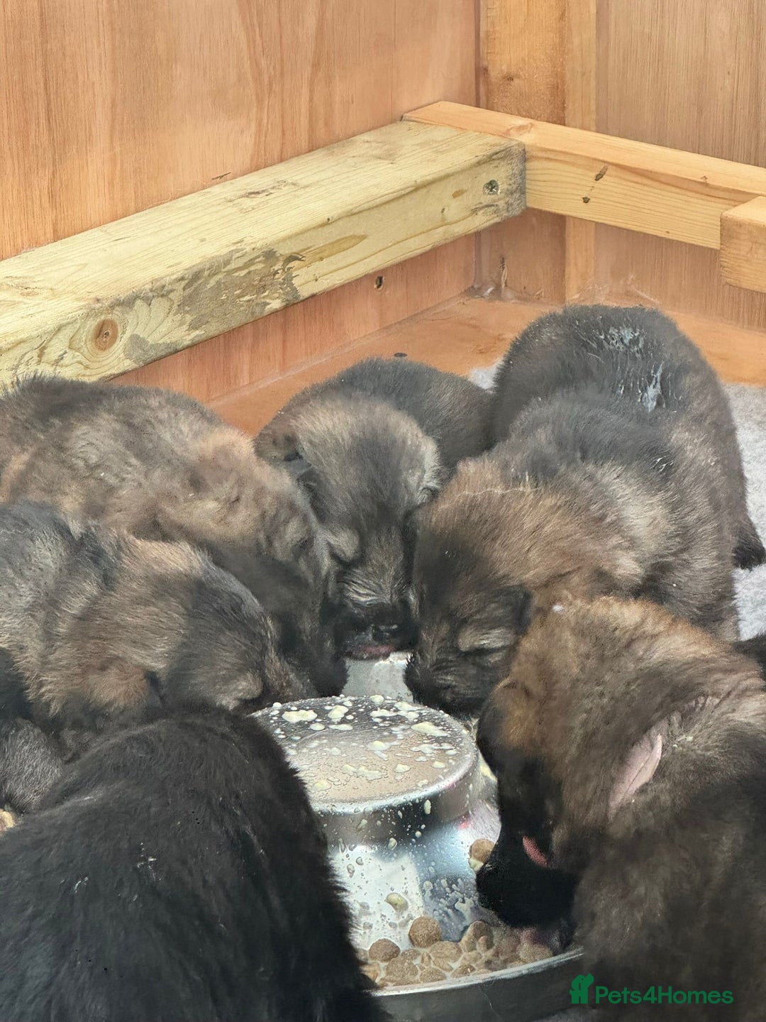 German Shepherd dogs for sale: Rockforce Long Haired German Shepherd Puppies - Advert 6