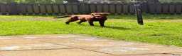Labrador Retriever dogs for sale: Chocolate Labrador, 6 months old - Advert 3