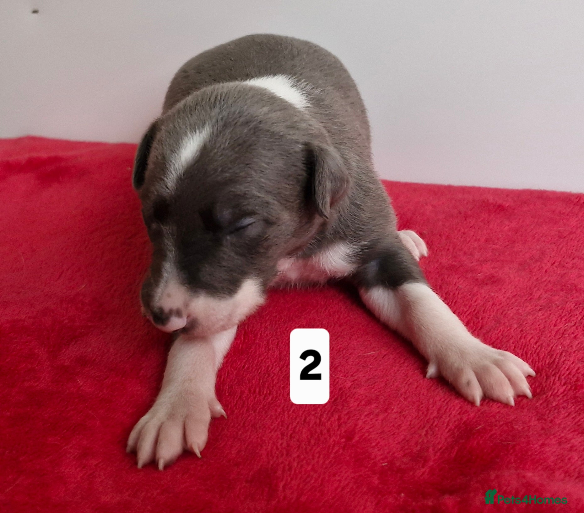Whippet dogs Pedigree Whippet Blue Puppies - Advert 3