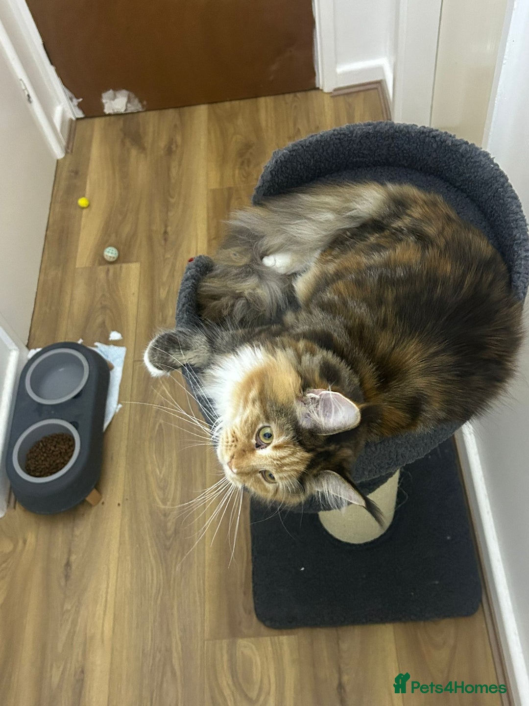 Maine Coon cats for sale: Mainecoon female - Advert 5