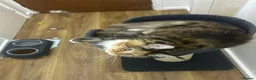 Maine Coon cats for sale: Mainecoon female - Advert 5