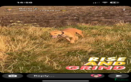 Lurcher dogs for sale: Lurcher  - Image 1