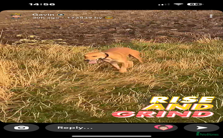 Lurcher dogs - Advert 2