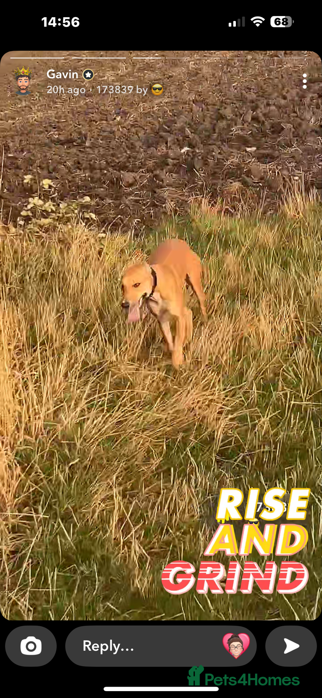 Lurcher dogs for sale: Lurcher  - Image 1
