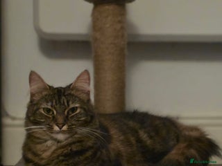 Mixed Breed cats - Advert 6