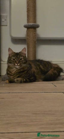 Mixed Breed cats - Advert 14