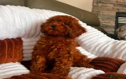 Toy Poodle dogs for sale: Beautiful mini Toy Poodle Puppies - Image 2