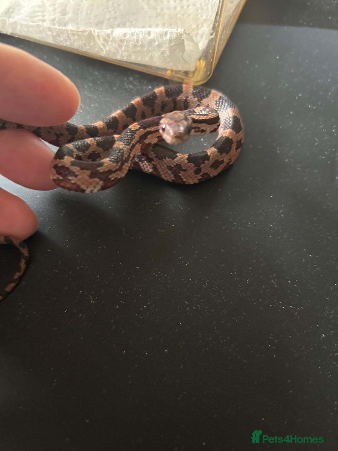 Corn Snake reptiles for sale: Tessera het lavender cornsnakes - Image 2