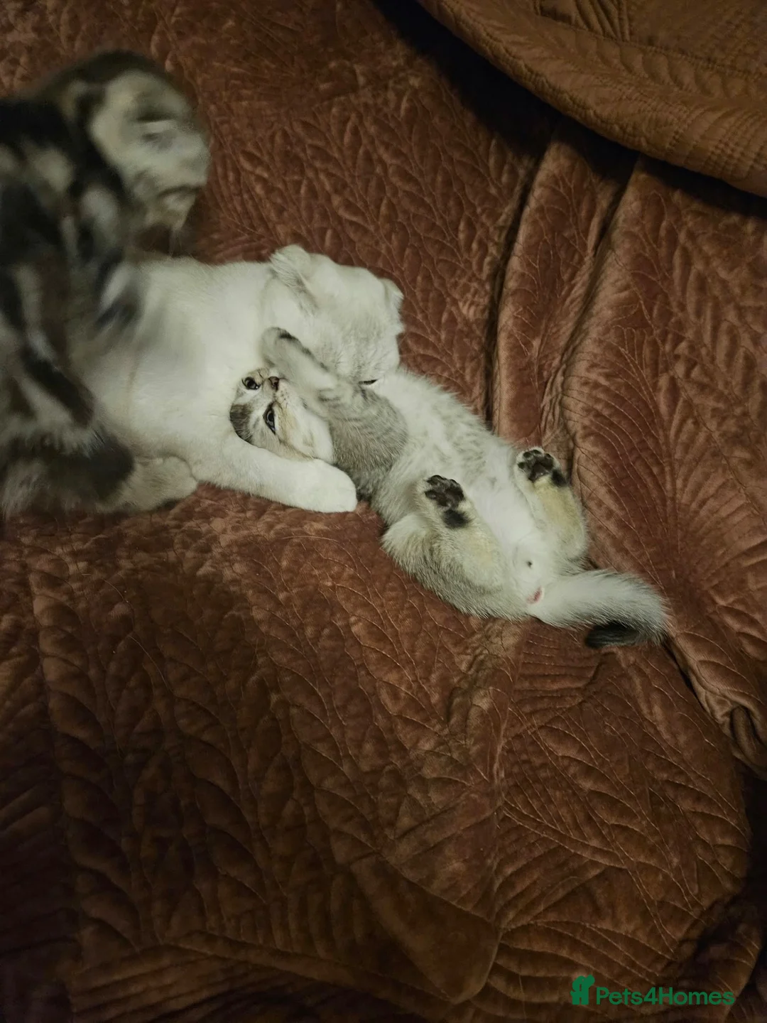 Mixed Breed cats for sale: BEAUTIFUL SCOTTISH FOLD X BRITISH SHORTHAIR - Advert 10