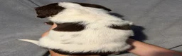English Springer Spaniel dogs for sale: English springer spaniel litter  - Advert 11