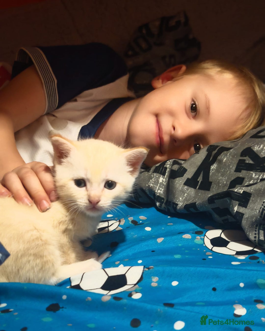Tonkinese cats for sale: Gorgeous Tonkdoll kittens  - Advert 27