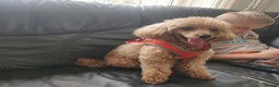 Toy Poodle dogs for sale: affectionate Toy poodle girl - Advert 4
