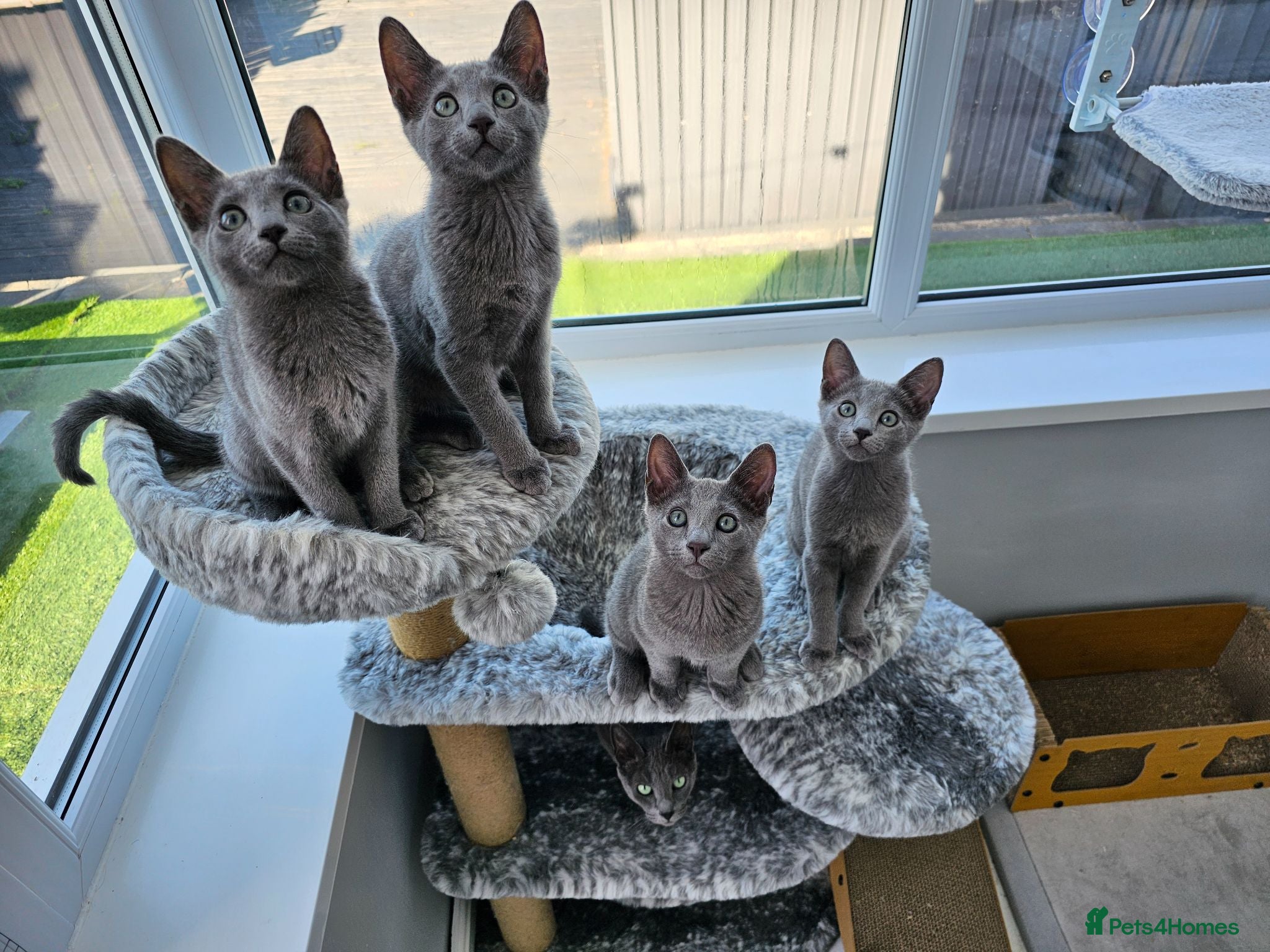 Russian Blue cats GCCF Registered Russian Blue Kittens - Advert 5