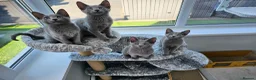 Russian Blue cats for sale: GCCF Registered Russian Blue Kittens - Advert 1
