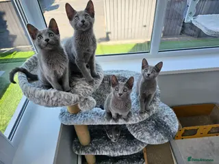 Russian Blue cats GCCF Registered Russian Blue Kittens - Advert 5