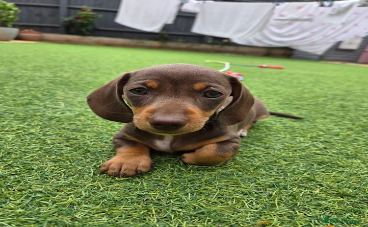 Miniature Dachshund dogs for sale - Advert 1